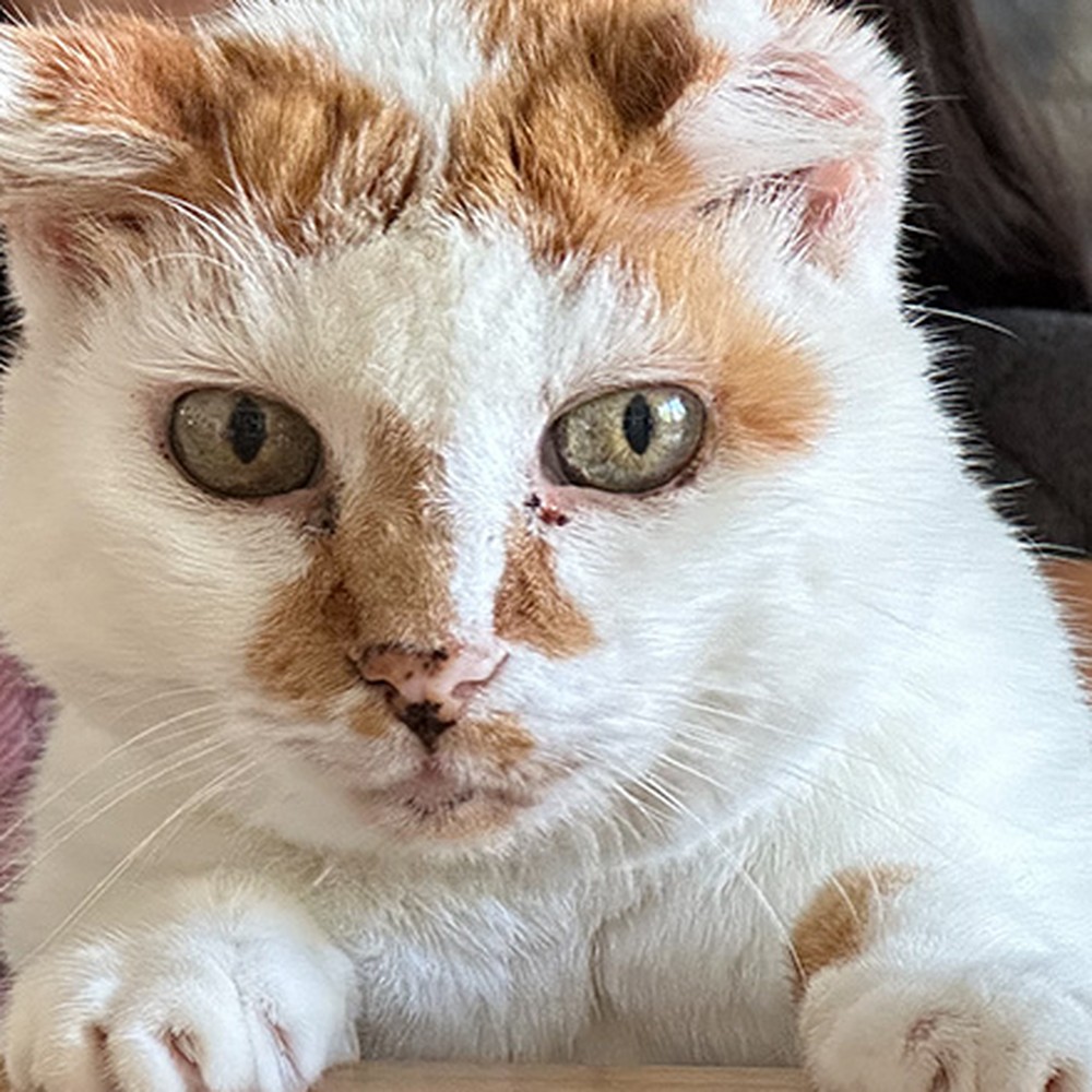 Luna, a white and ginger cat with one ear, looking straight at the camera with her paws on a table